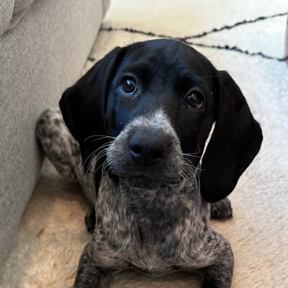 Meet your Posher, Bernice - Picture 1 of 1